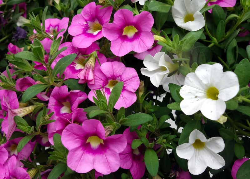 Hanging Basket Sets