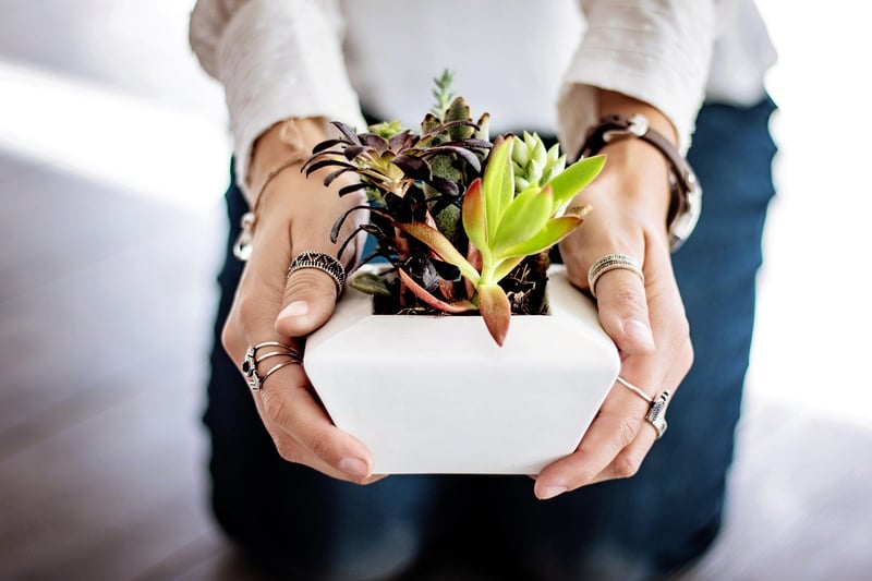 Indoor Plant Care Package