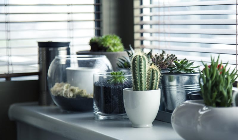 Window Box Planters